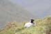 Image010